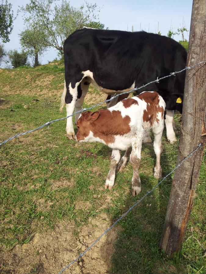 Licciana Nardi Agriturismo Il Picchio Verde מראה חיצוני תמונה